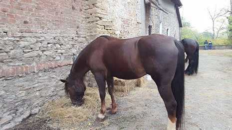 Visone 45